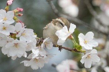 Russet Sparrow 埼玉県 Sun, 4/7/2024