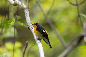 Narcissus Flycatcher 神奈川県 Wed, 4/10/2024