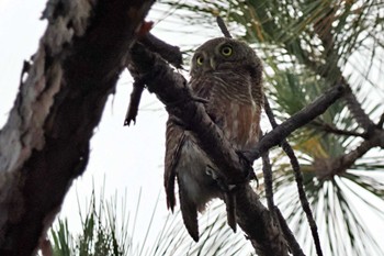 Asian Barred Owlet ベトナム Sat, 3/30/2024