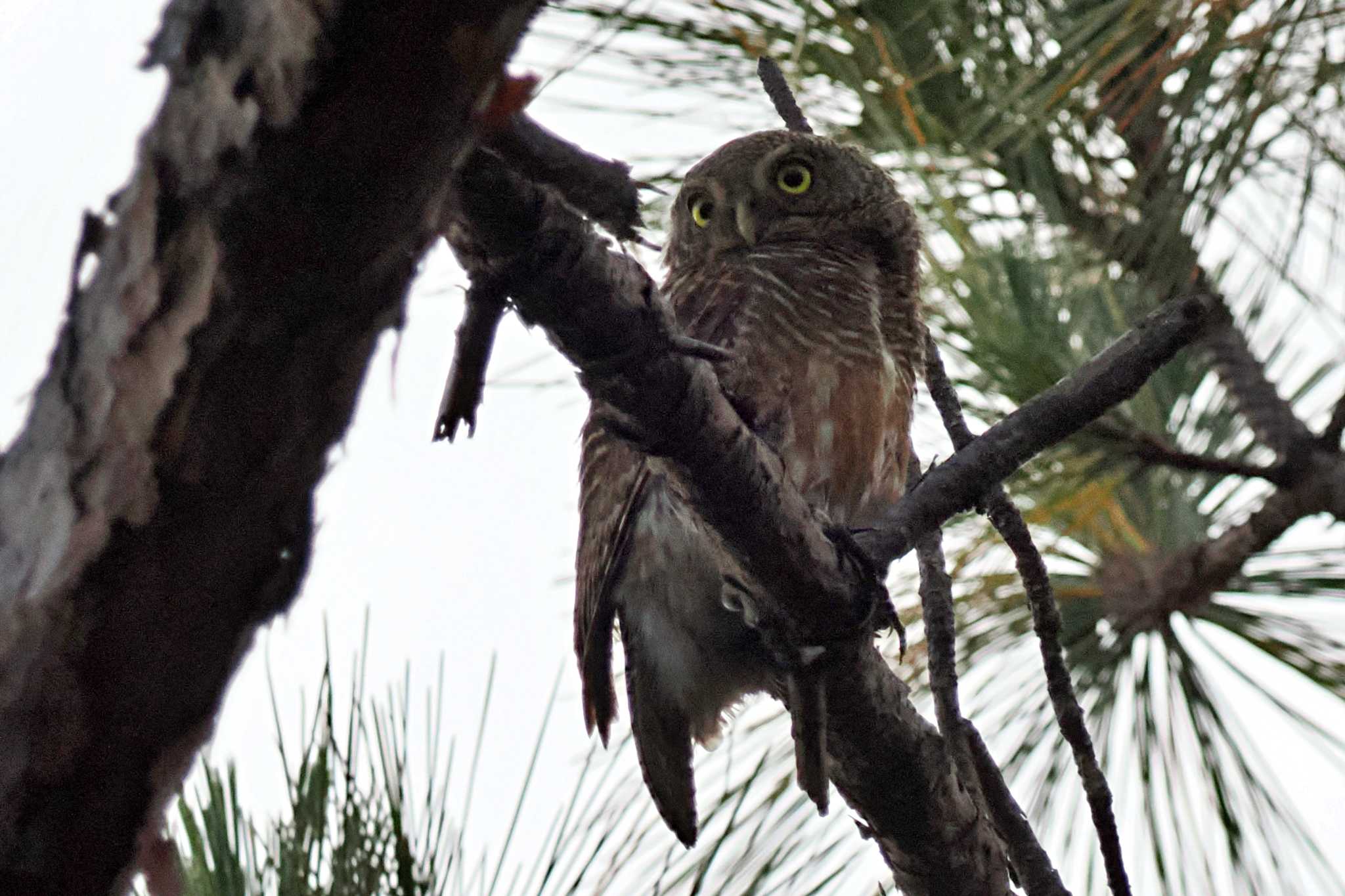 Photo of Asian Barred Owlet at ベトナム by 藤原奏冥