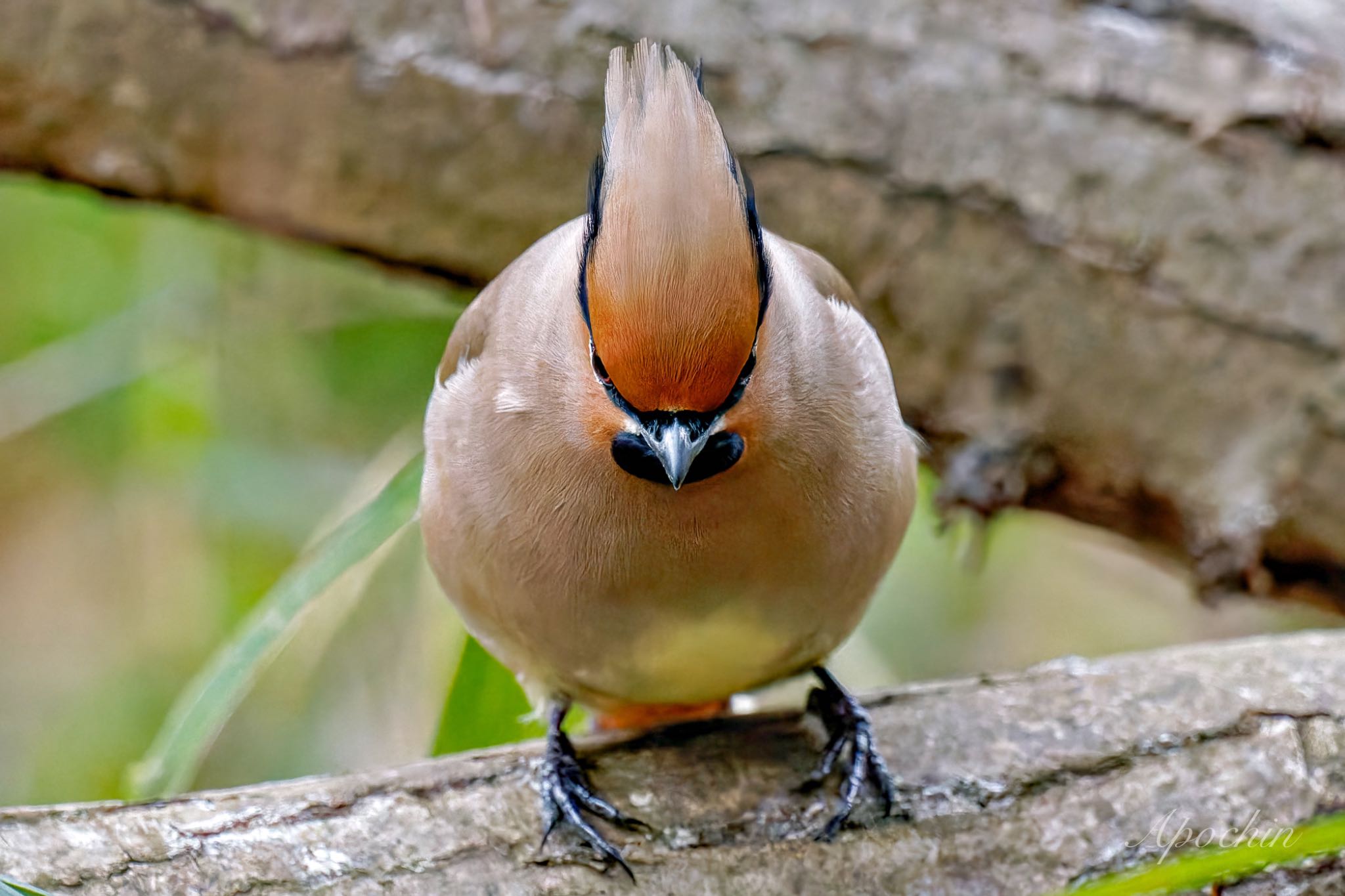 Photo of Japanese Waxwing at Kitamoto Nature Observation Park by アポちん