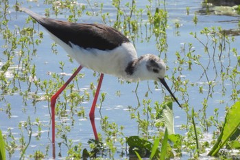 Black-winged Stilt Isanuma Wed, 4/10/2024