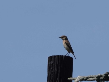 Amur Stonechat 長崎市野母崎 Wed, 4/10/2024