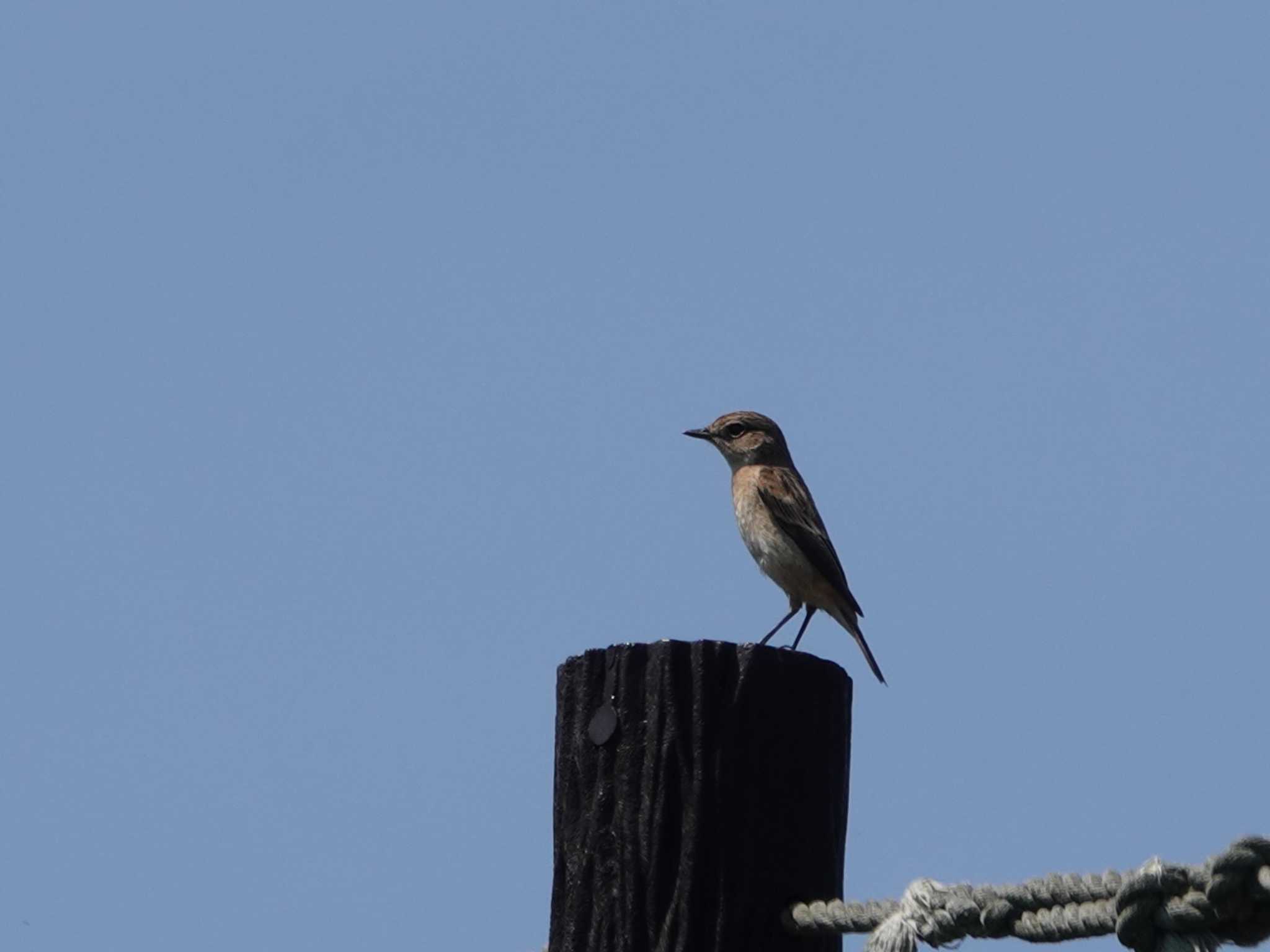 Photo of Amur Stonechat at 長崎市野母崎 by M Yama