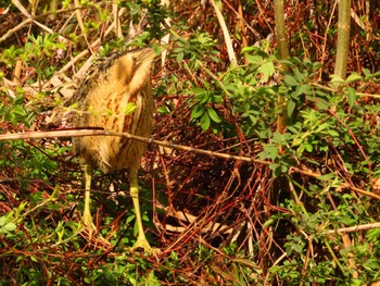 Eurasian Bittern Oizumi Ryokuchi Park Thu, 3/21/2024