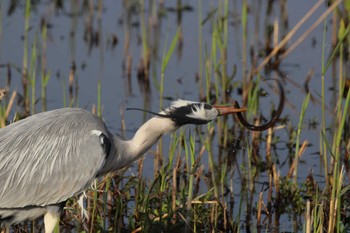 Grey Heron 平城京跡 Wed, 4/10/2024