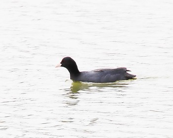 Eurasian Coot 万代池 Fri, 4/5/2024