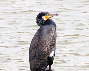 Great Cormorant 万代池 Fri, 4/5/2024