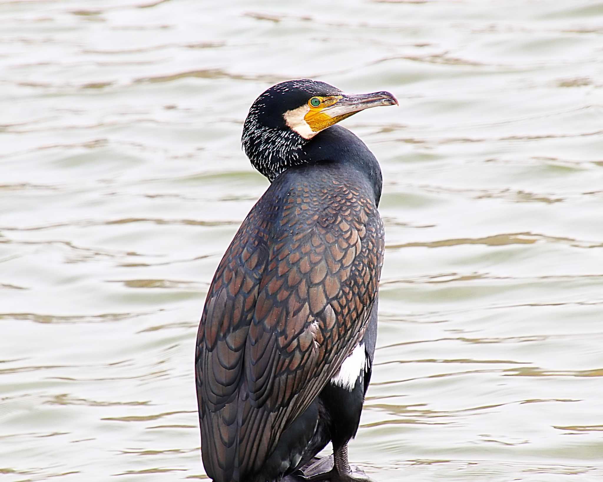 Photo of Great Cormorant at 万代池 by Ken Mimura