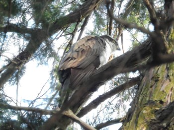 Eurasian Goshawk Inokashira Park Thu, 4/11/2024