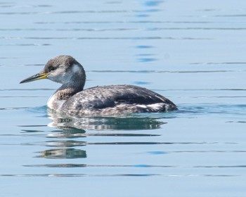 Red-necked Grebe 大洗港 Sun, 3/31/2024