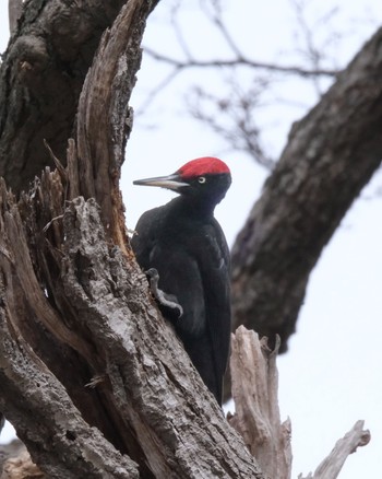 Black Woodpecker 北海道 Sun, 3/3/2024