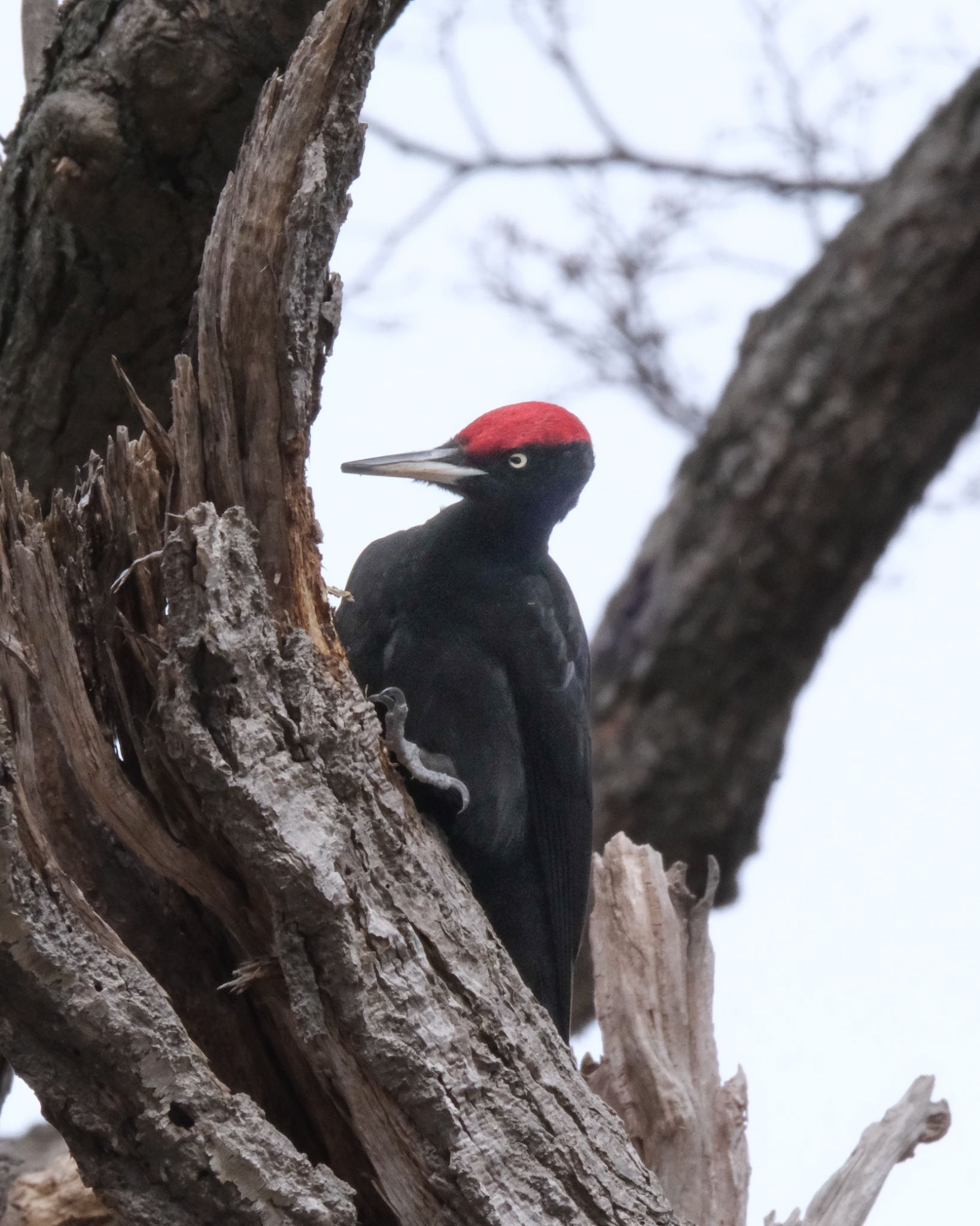 Photo of Black Woodpecker at 北海道 by 015