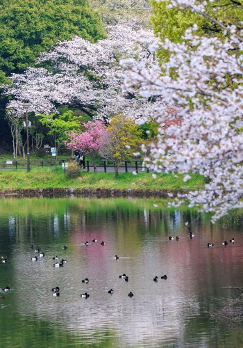 キンクロハジロ 三ツ池公園(横浜市鶴見区) 2024年4月7日(日)