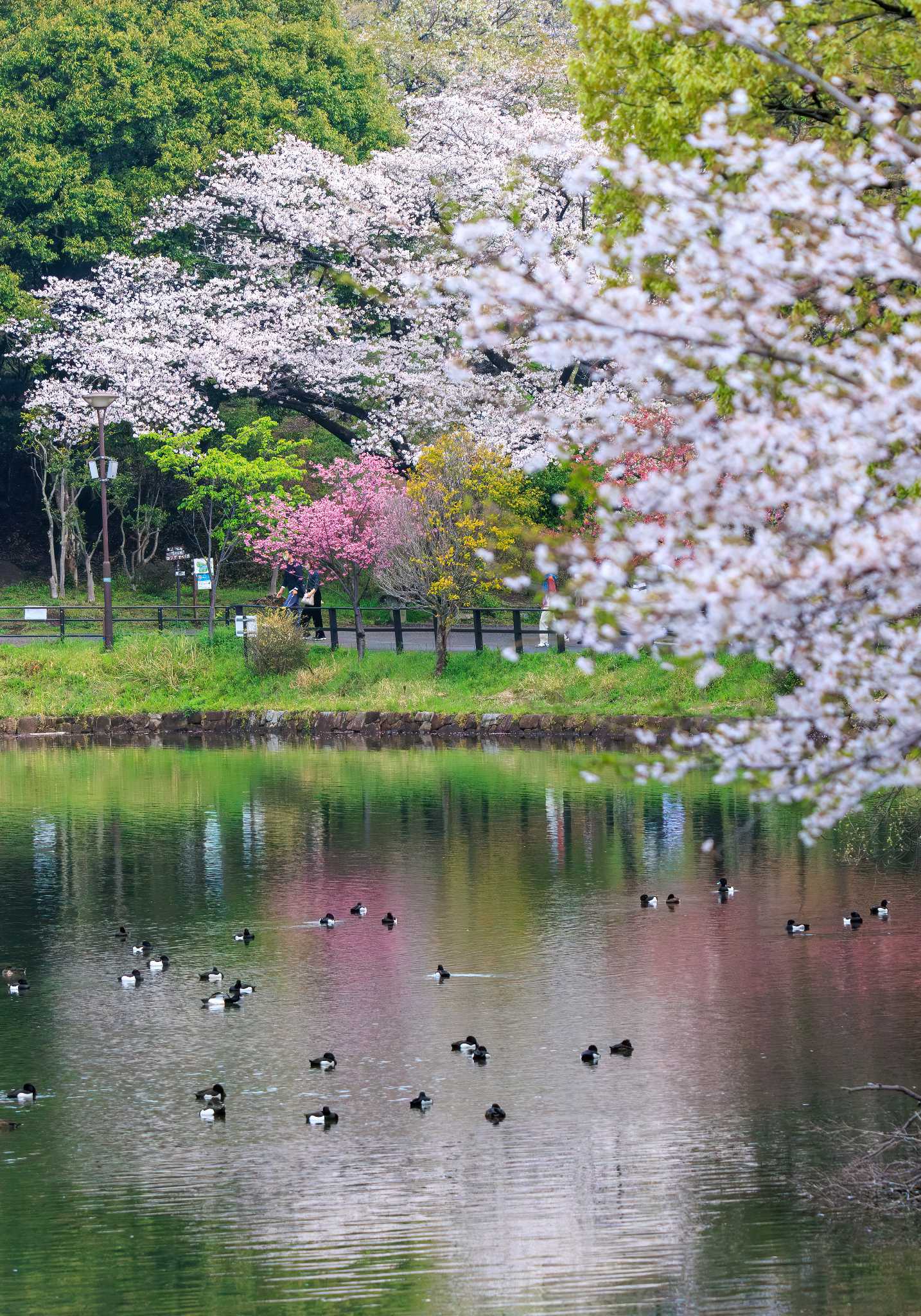 三ツ池公園(横浜市鶴見区) キンクロハジロの写真 by d3_plus