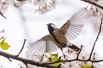 シジュウカラ 三ツ池公園(横浜市鶴見区) 2024年4月7日(日)