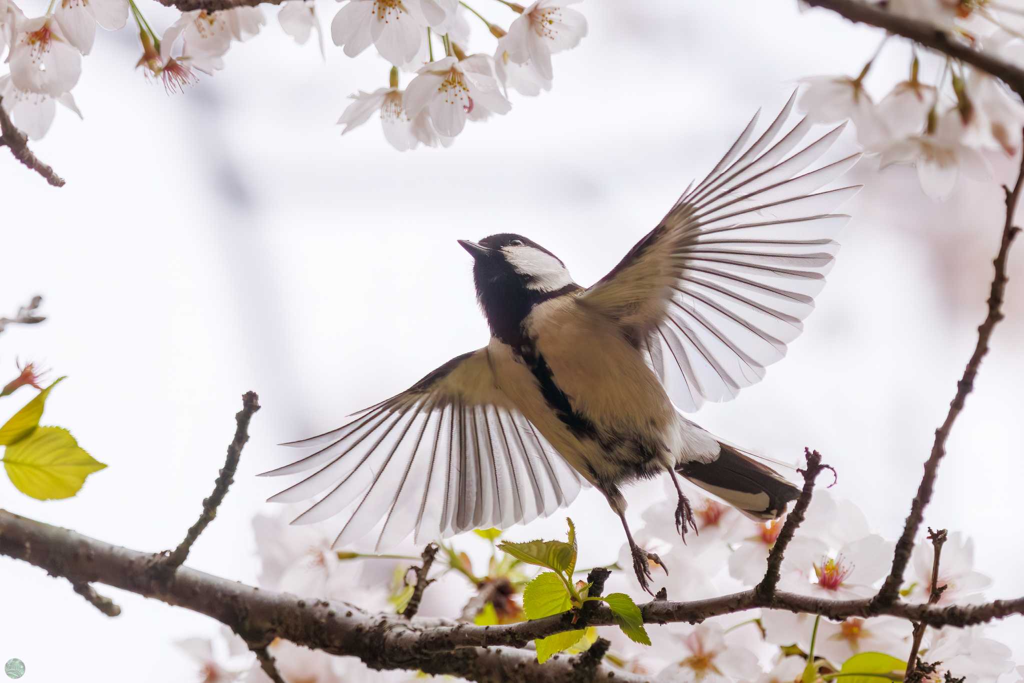 Photo of Japanese Tit at Mitsuike Park by d3_plus