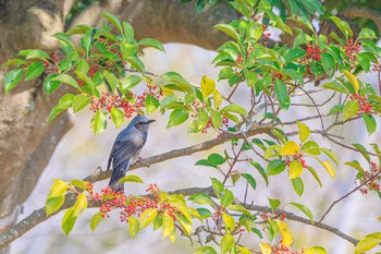 Brown-eared Bulbul 石ケ谷公園 Fri, 3/8/2024