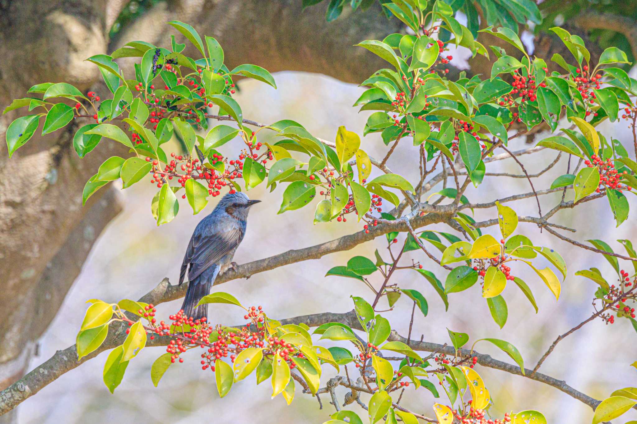 Photo of Brown-eared Bulbul at 石ケ谷公園 by ときのたまお