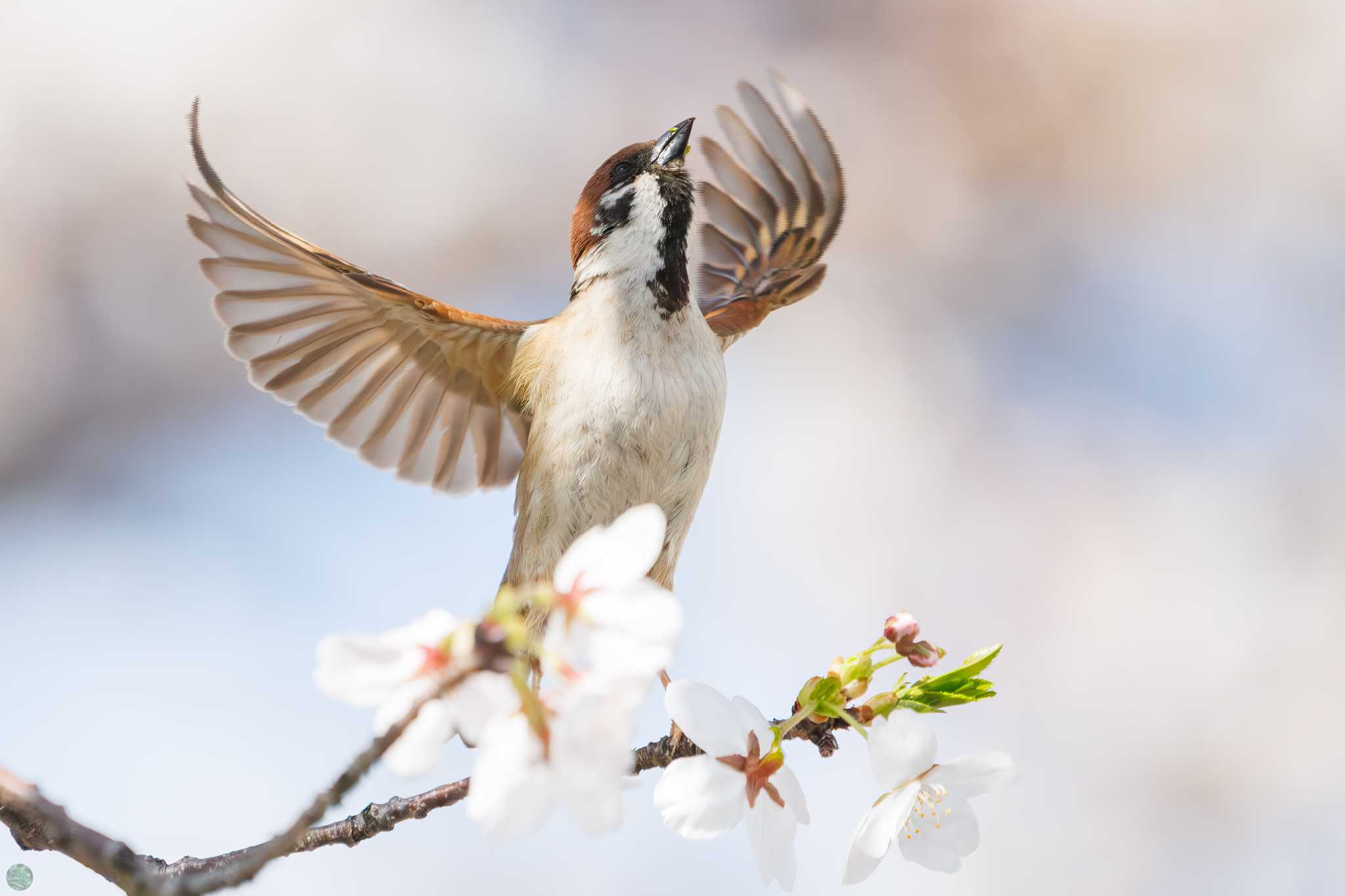 Eurasian Tree Sparrow