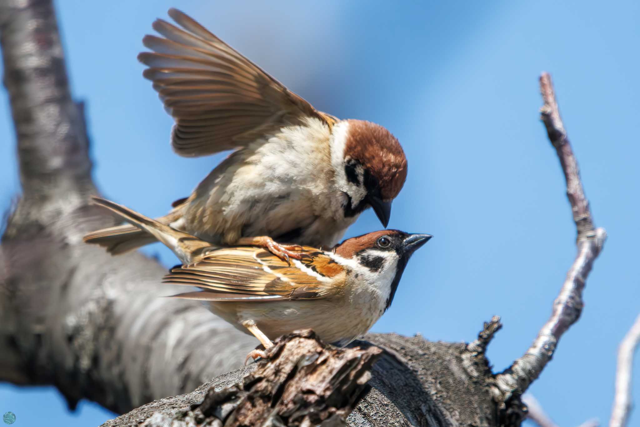 Eurasian Tree Sparrow