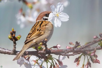 2024年4月7日(日) 鶴見川の野鳥観察記録