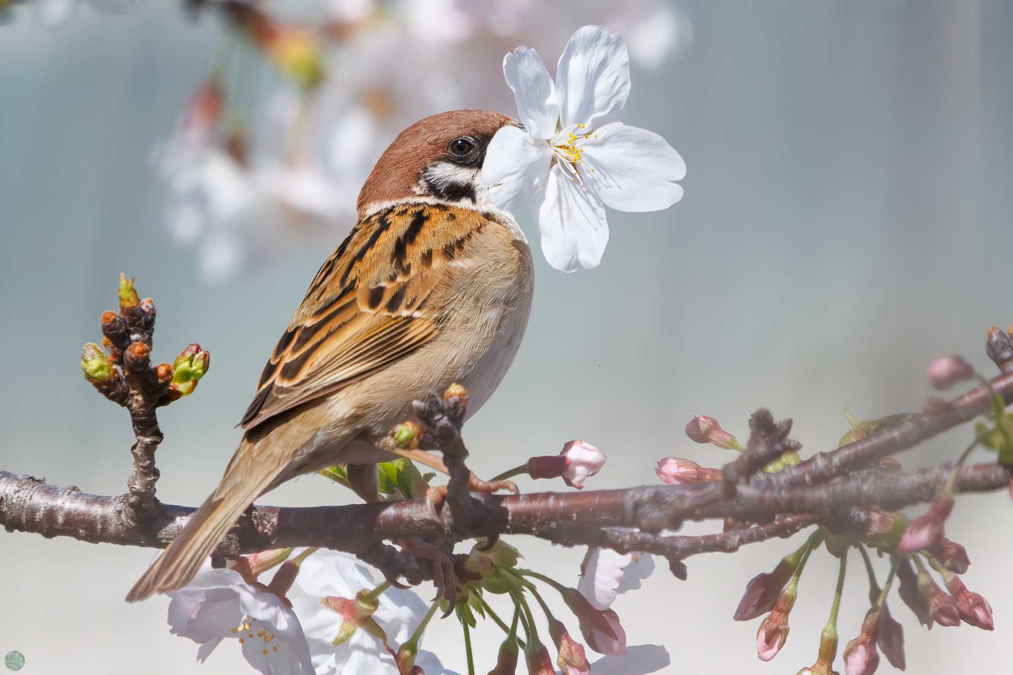 Eurasian Tree Sparrow