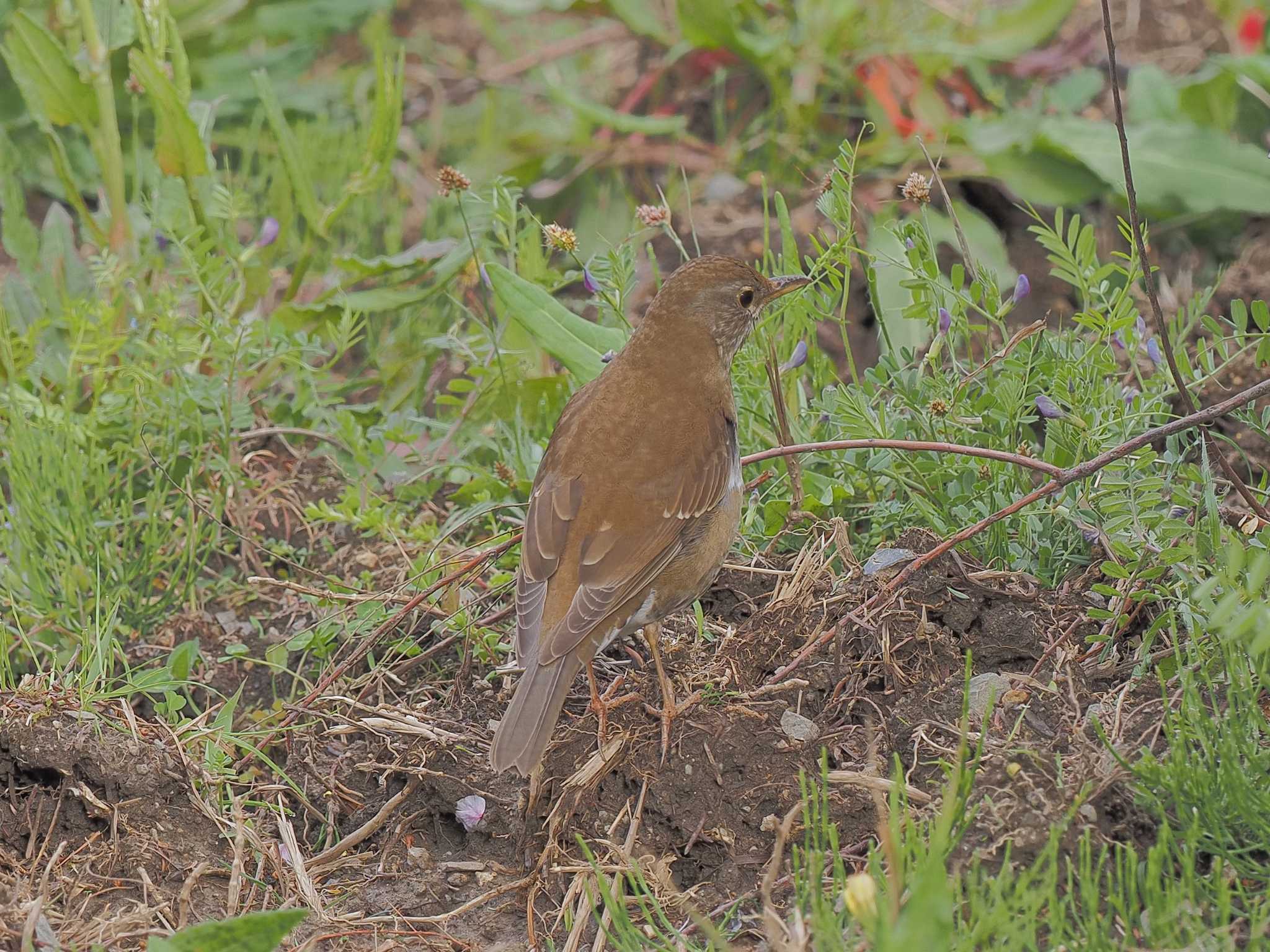 Pale Thrush