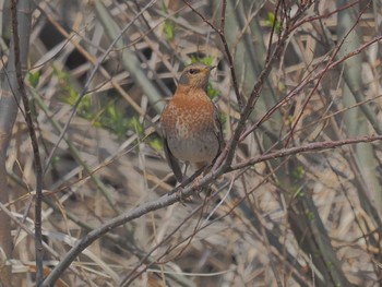 ハチジョウツグミ 南派川 2024年3月22日(金)