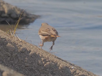 ハチジョウツグミ 南派川 2024年3月22日(金)