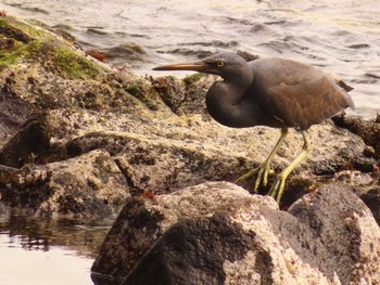 Pacific Reef Heron 真鶴岬 Tue, 4/2/2024