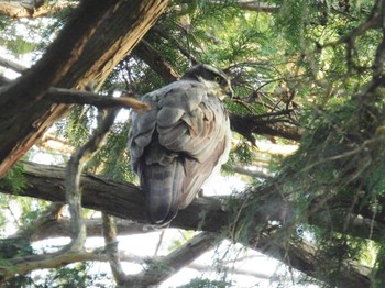 オオタカ 井の頭公園 2024年4月11日(木)