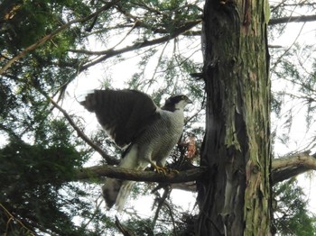 Eurasian Goshawk Inokashira Park Thu, 4/11/2024