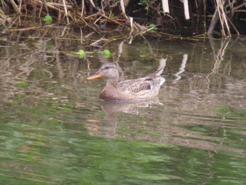 Gadwall 多摩川 Sat, 4/6/2024