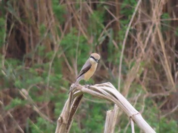 Bull-headed Shrike 多摩川 Sat, 4/6/2024