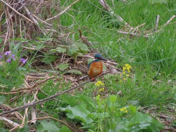 Common Kingfisher 多摩川 Sat, 4/6/2024