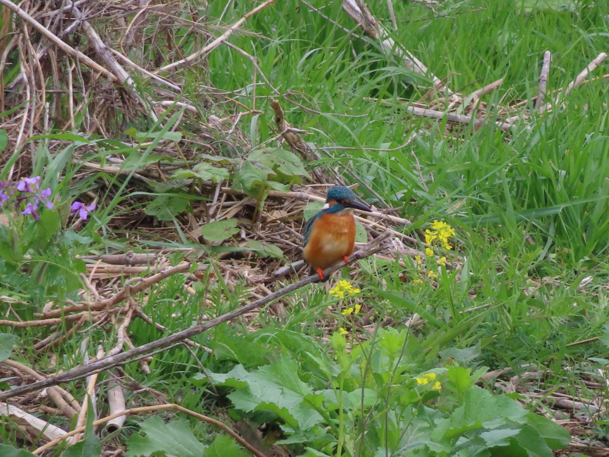 Common Kingfisher