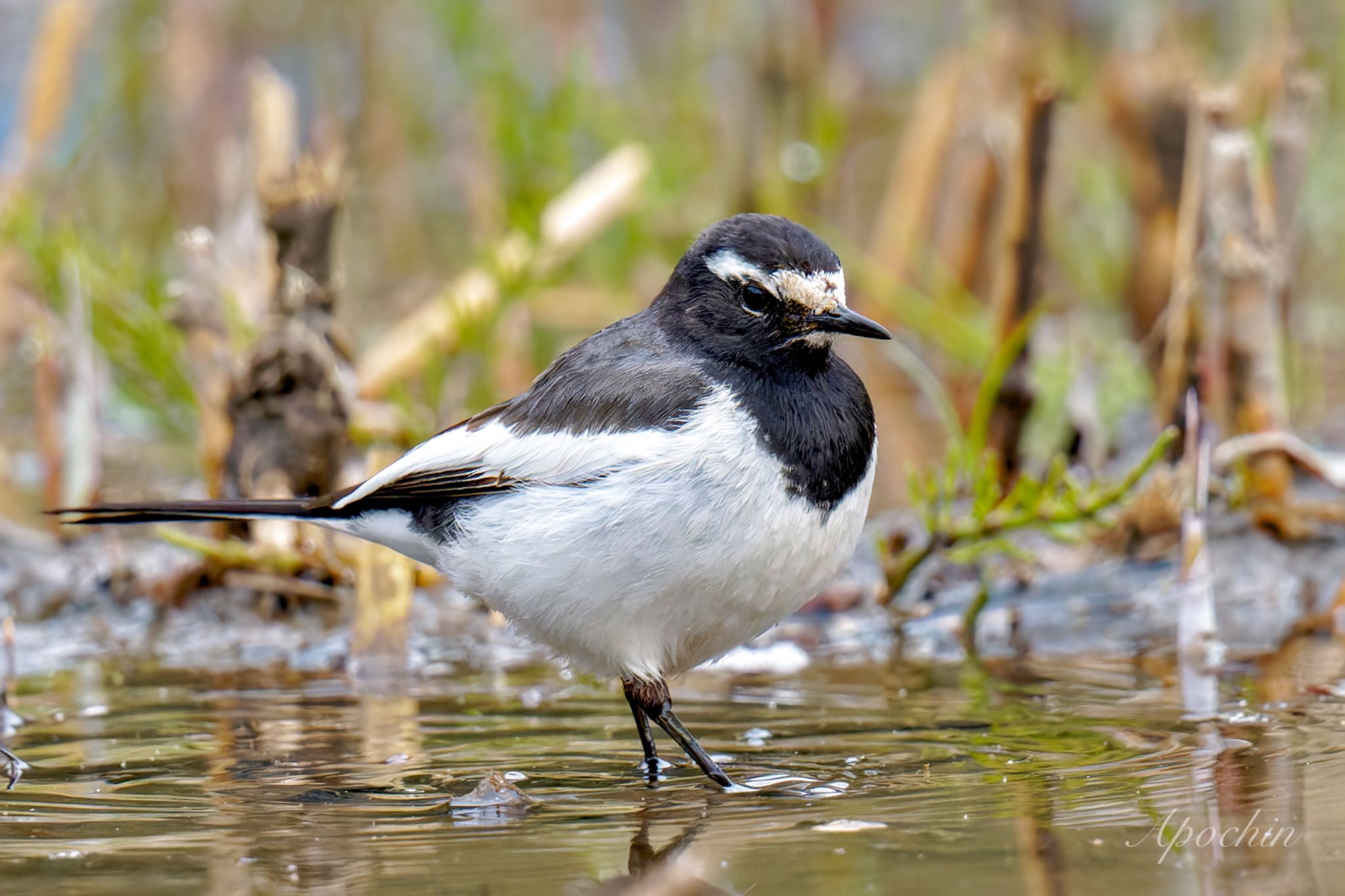 Japanese Wagtail