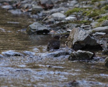 Brown Dipper 山梨県道志村 Wed, 4/10/2024