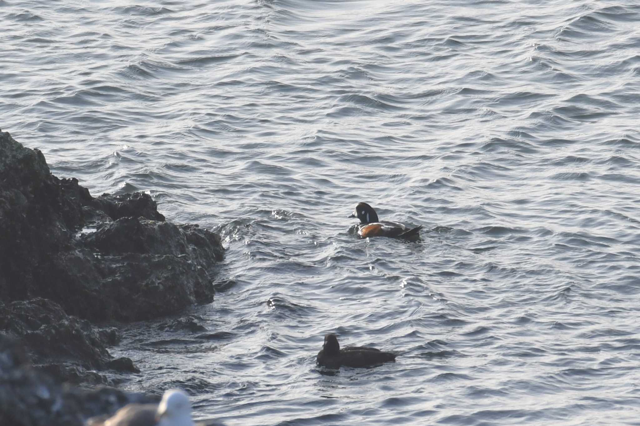 蕪島(青森県) シノリガモの写真 by 岸岡智也