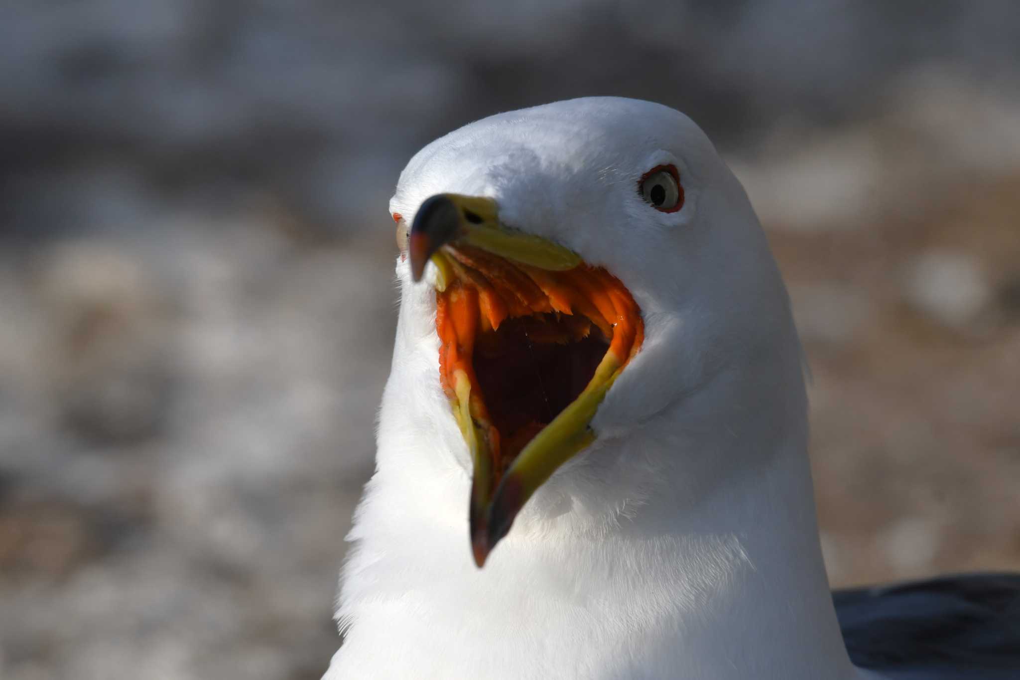 Photo of Black-tailed Gull at 蕪島(青森県) by 岸岡智也