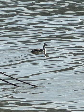 Thu, 4/11/2024 Birding report at 新中川河川敷