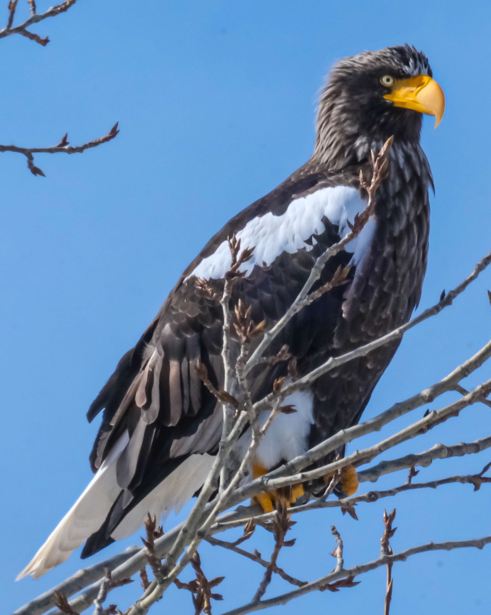 Photo of Steller's Sea Eagle at 北海道 by 015