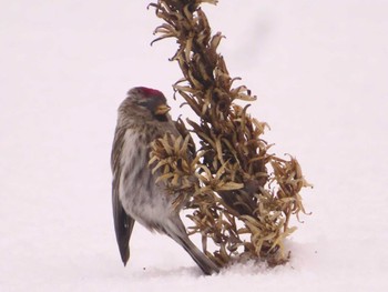 Common Redpoll Makomanai Park Fri, 1/26/2024