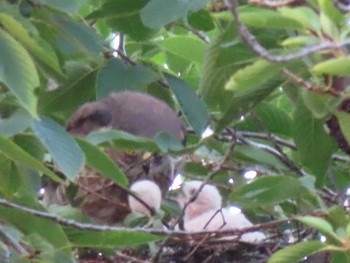 Japanese Sparrowhawk 多摩川 Sun, 6/18/2023