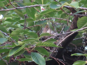 Japanese Sparrowhawk 多摩川 Sun, 6/18/2023