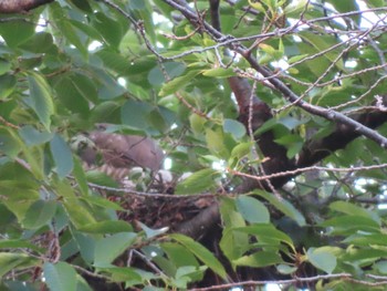 Japanese Sparrowhawk 多摩川 Sun, 6/18/2023