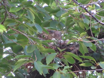 Japanese Sparrowhawk 多摩川 Sun, 6/18/2023