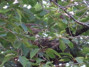 Japanese Sparrowhawk 多摩川 Sun, 6/18/2023