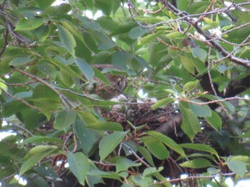 Japanese Sparrowhawk 多摩川 Sun, 6/18/2023